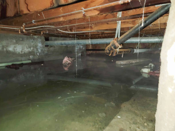 Best Water damage repair service  in Loma, CO